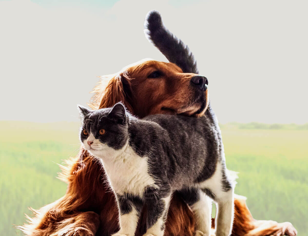 Hunde würden bei Röschmann kaufen