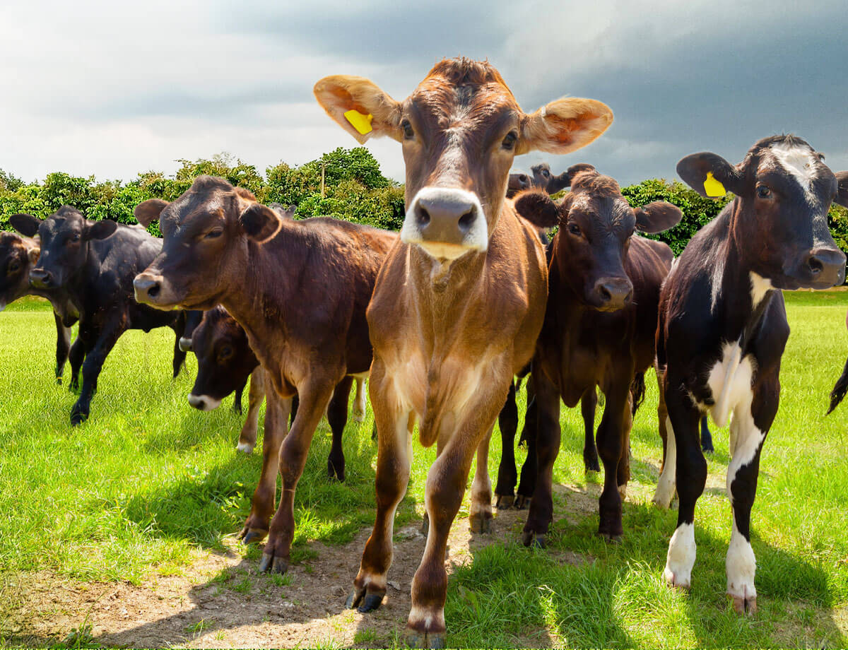 Kälbermüsli, Zäune & Co. Röschmann Hadenfelder Mühle
