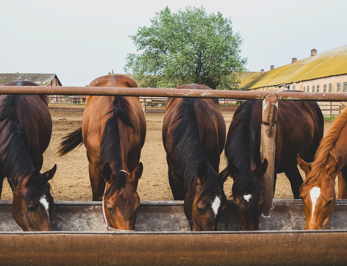Pferdefutter Und Beratung Bei Roeschmann